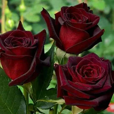 Роза ЧЕРНАЯ МАГИЯ чайно-гибридная в Новосибирске