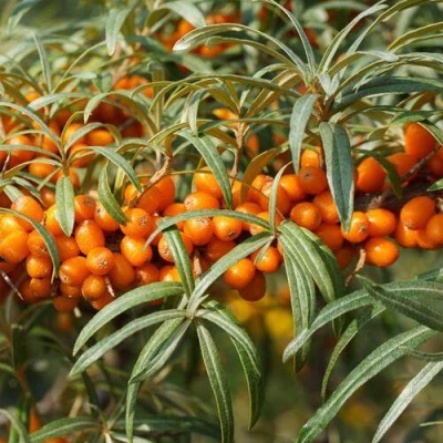 Облепиха РОСИНКА в Новосибирске