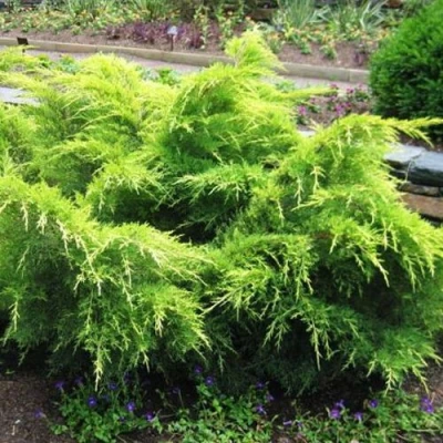 Можжевельник ГОЛД КОСТ средний в Новосибирске