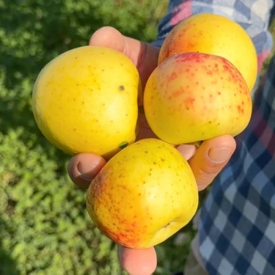Яблоня КОРИЧНОЕ АНАНАСНОЕ в Новосибирске