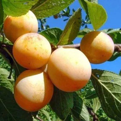 Слива ВАШИНГТОН в Новосибирске