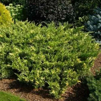 Можжевельник ВАРИЕГАТА казацкий в Новосибирске