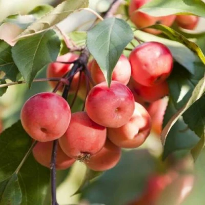 Яблоня ВИШНЕПЛОДНАЯ декоративная в Новосибирске