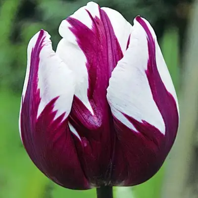 Тюльпан РЕМЗ ФЕЙВОРТ триумф в Новосибирске
