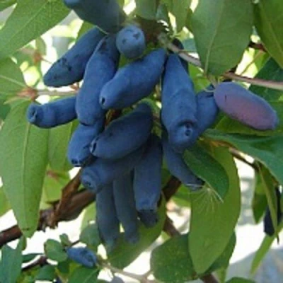 саженцы жимолости гордость бакчара