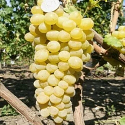 Виноград КИШМИШ ЗОЛОТЦЕ в Новосибирске