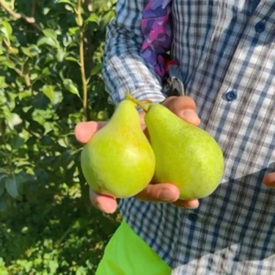 груша Заречная Компактная