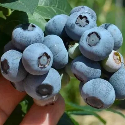 Голубика СИЕРРА в Новосибирске