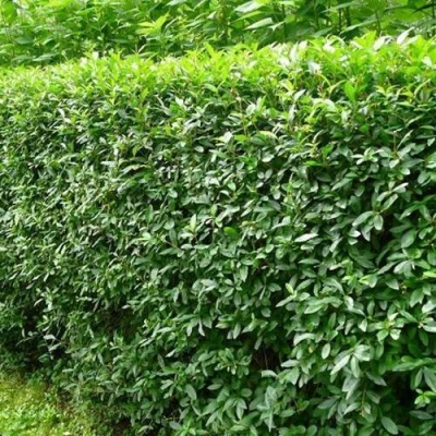 Бирючина обыкновенная в Новосибирске