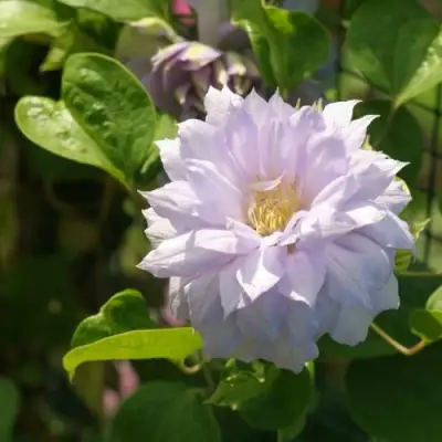 Клематис БЕЛЬ ОФ ВОРКИНГ в Новосибирске