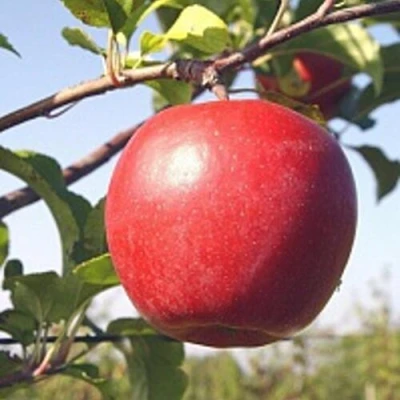 Яблоня ЛИГОЛ в Новосибирске