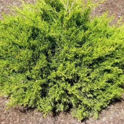 Можжевельник ИЗАБЕЛИН китайский в Новосибирске
