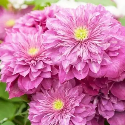 Клематис КАЙЗЕР в Новосибирске