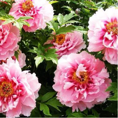 Пион СЕРЕБРИСТЫЙ РУЧЕЙ древовидный в Новосибирске