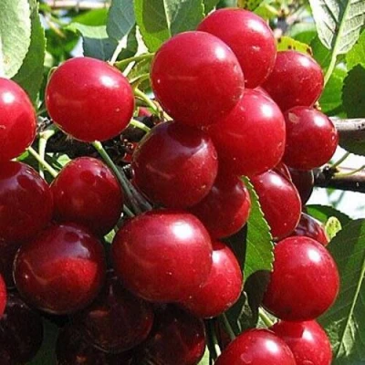 Вишня ГЛУБОКСКАЯ в Новосибирске