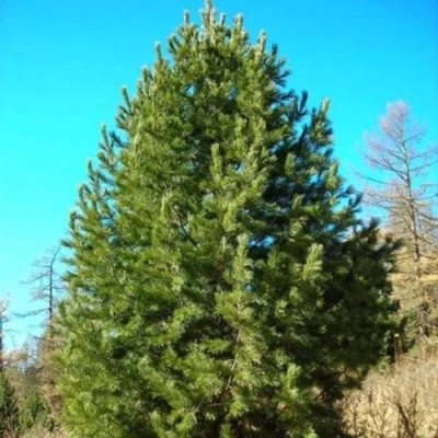 Сосна кедровая сибирская в Новосибирске