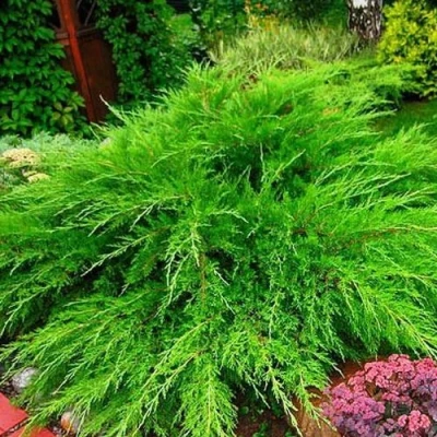 Можжевельник средний Mint Julep (МИНТ ДЖУЛЕП) в Новосибирске