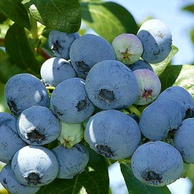 Голубика НУИ в Новосибирске