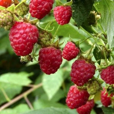 Малина ПРИМАРА в Новосибирске