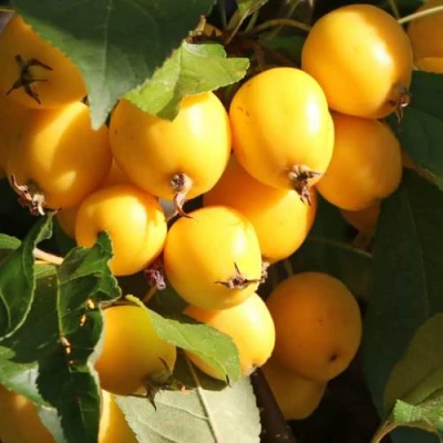 Яблоня ГОЛДЕН ХОРНЕТ декоративная в Новосибирске