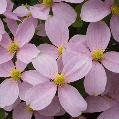 Клематис ГОРНЫЙ в Новосибирске