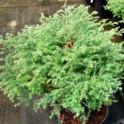 Кипарисовик СКВАРРОЗА горохоплодный в Новосибирске