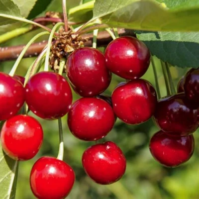 Вишня ЛЮБСКАЯ в Новосибирске