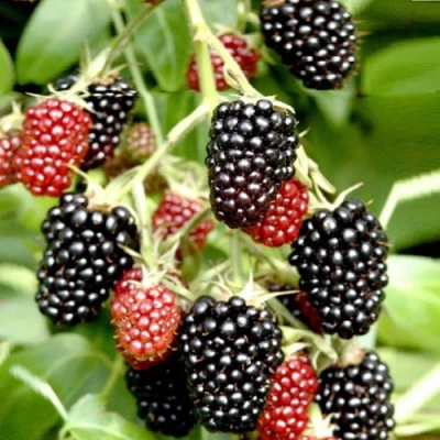 Ежемалина ДАРРОУ в Новосибирске