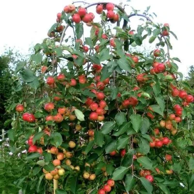 Яблоня ХЮВИНГИЕНЗИС декоративная в Новосибирске