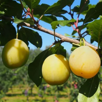 Слива ВАШИНГТОН в Новосибирске