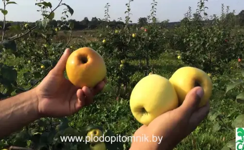 Превью видео