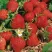 Клубника ФЛОРЕНС в Новосибирске