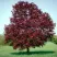 Клен РОЯЛ РЕД остролистный в Новосибирске