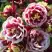 Аквилегия ВИНКИ ДАБЛ РЕД ЭНД ВАЙТ обыкновенная в Новосибирске