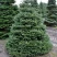 Пихта корейская  в Новосибирске
