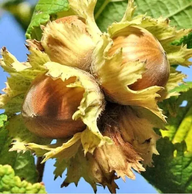 Сорты фундука