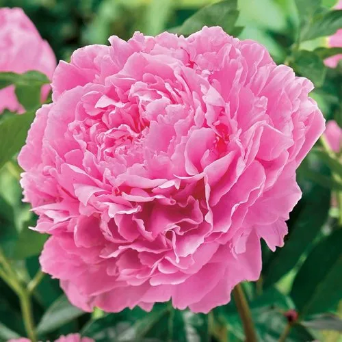 Пион МИСС ЭКХАРТ травянистый  Пион МИСС ЭКХАРТ травянистый в Новосибирске