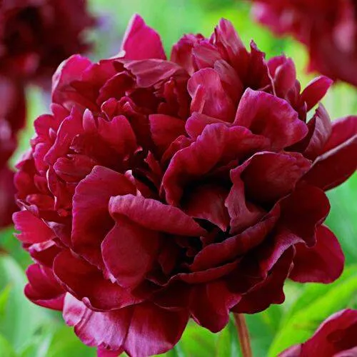 Пион АРМАНИ травянистый  Пион АРМАНИ травянистый в Новосибирске