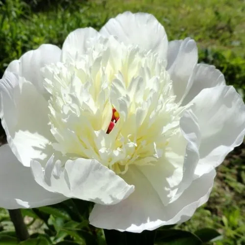 Пион ИММАКУЛИ травянистый  Пион ИММАКУЛИ травянистый в Новосибирске