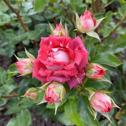 Саженцы роз ТИРАМИСУ спрей  Саженцы роз ТИРАМИСУ спрей в Новосибирске