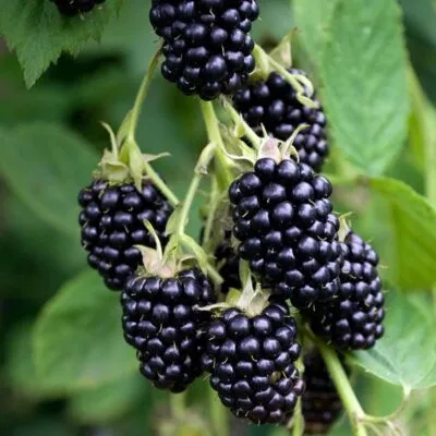 Ремонтантная  Ремонтантная в Новосибирске