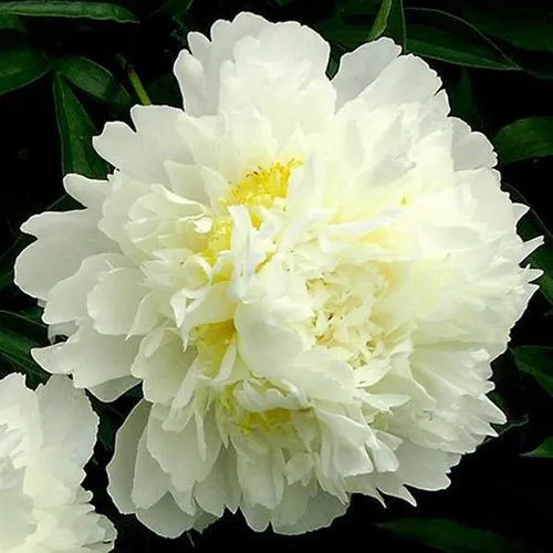 Пион ЗОЛОТОЙ ОРЕОЛ травянистый  Пион ЗОЛОТОЙ ОРЕОЛ травянистый в Новосибирске