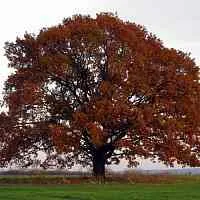 Дуб скальный  Дуб скальный в Новосибирске