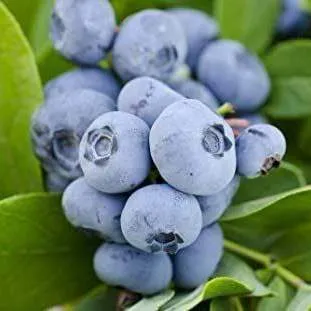 Ранние сорта  Ранние сорта в Новосибирске