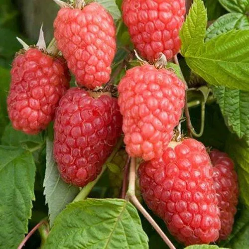 Малина КАСКАД ДЕЛАЙТ  Малина КАСКАД ДЕЛАЙТ в Новосибирске