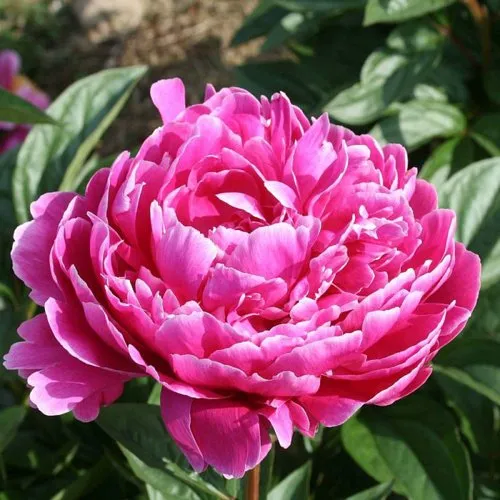 Пион СЕБАСТЬЯН МААС травянистый  Пион СЕБАСТЬЯН МААС травянистый в Новосибирске