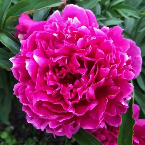 Пион КАРЛ РОЗЕНФЕЛЬД травянистый  Пион КАРЛ РОЗЕНФЕЛЬД травянистый в Новосибирске