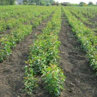 Подвой груши ДИКАЯ ГРУША в Новосибирске