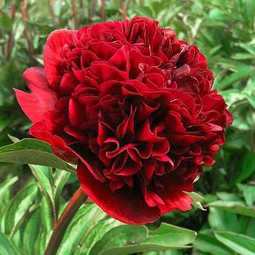 Пион РЕД ГРЕЙС травянистый  Пион РЕД ГРЕЙС травянистый в Новосибирске