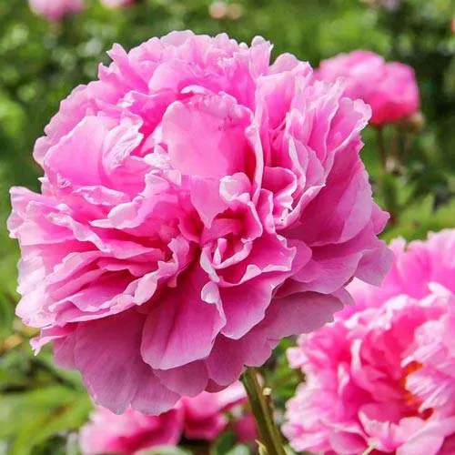 Пион АЛЕКСАНДР ФЛЕМИНГ травянистый  Пион АЛЕКСАНДР ФЛЕМИНГ травянистый в Новосибирске